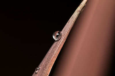 Close up of a raindrop on a red palm after the rain 