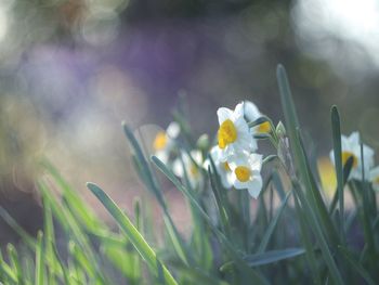 Close-up of yellow crocus flowers on field