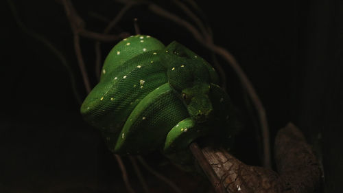 Close-up of lizard on leaf at night