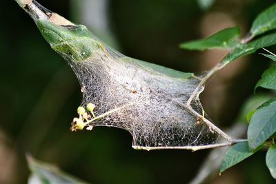 Close-up of insect on plant