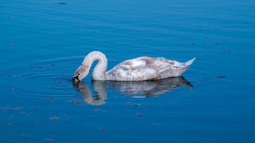 High angle view of large mute swan swans swimming in lake with reflection