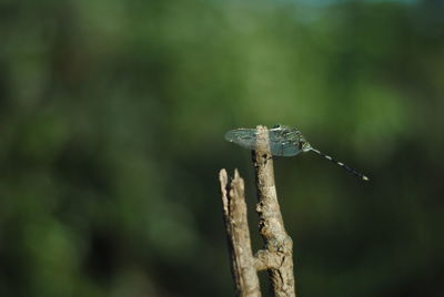 Close-up of grasshopper on wooden post