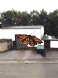 Close-up of plant against blurred background