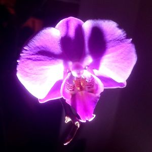 Close-up of purple flower