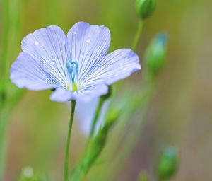 Close-up of purple flowering plant