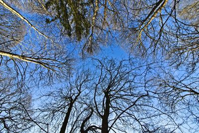 Low angle view of bare trees against blue sky
