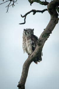 Low angle view of owl perching on tree