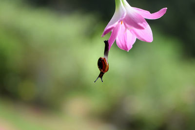 Close-up of insect on pink flower