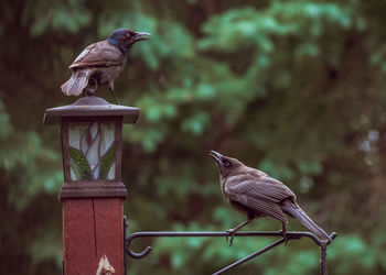 Bird perching on wooden post