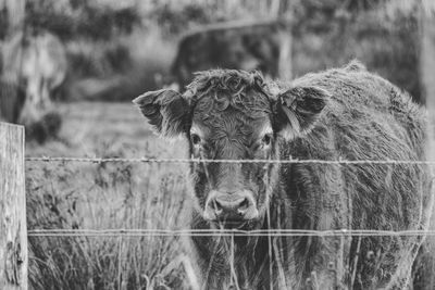 Cows in field