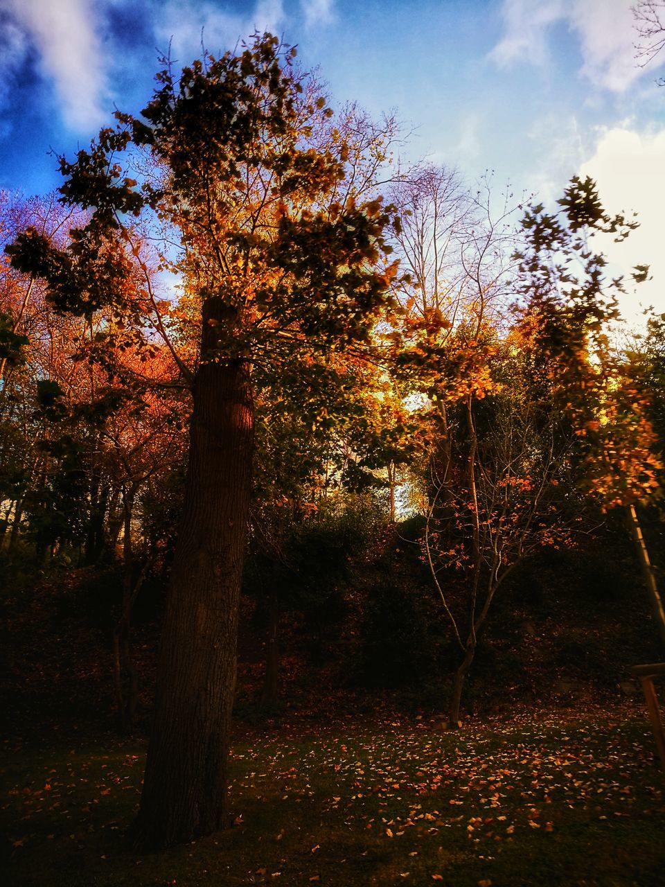 sky, tree, sunset, nature, no people, growth, beauty in nature, tranquility, scenics, outdoors, day