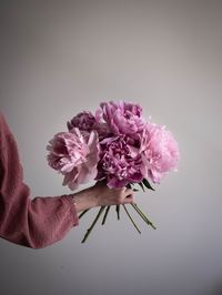 Close-up of hand holding pink flowering plant against white background