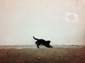 Black cat playing on wall