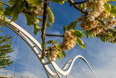 Low angle view of flowering plants against sky