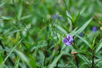 Close-up of purple flowering plants