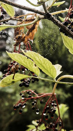 Close-up of spider web on plant