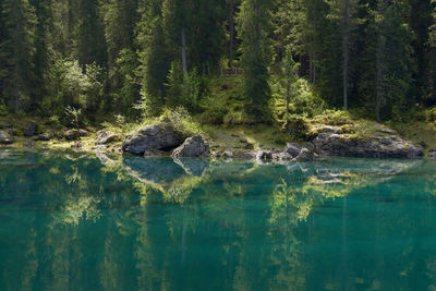 Scenic view of lake in forest