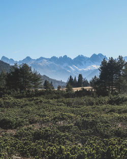 Scenic view of field against clear sky