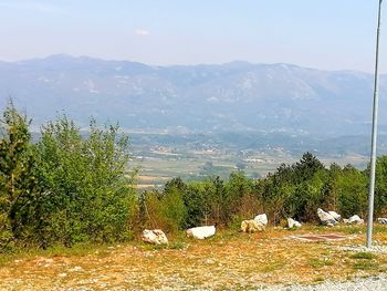 Plants growing on field against mountains