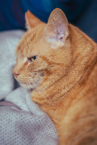 Close-up of a cat looking away