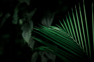 Green tropical palm leaves, dark green background