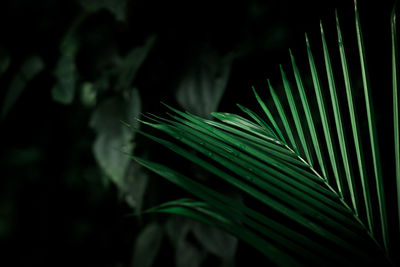 Close-up of palm tree leaves