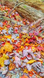 Close-up of maple leaves