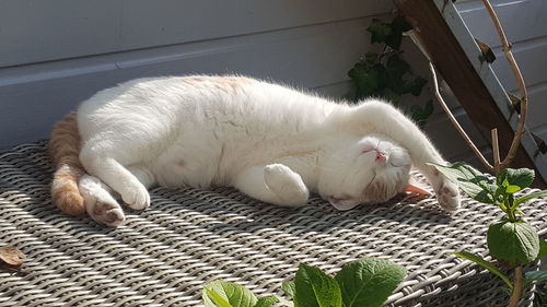 White sleeping cat