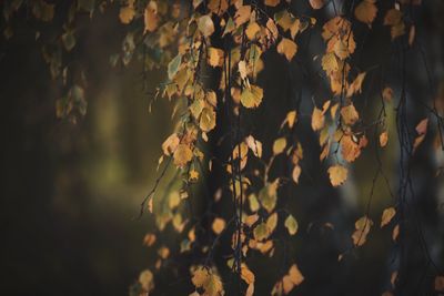 Close-up of plants growing in forest