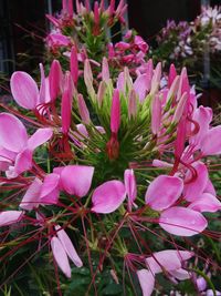 Close-up of pink flowering plants