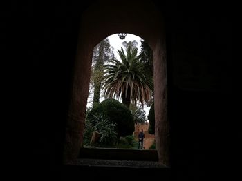 Trees seen through arch