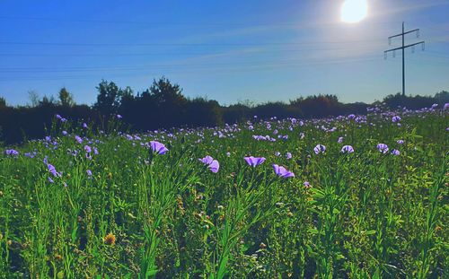 Purple flowering plants on field against sky