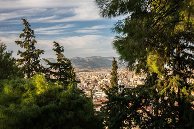 View of trees with buildings in background