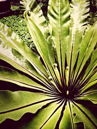 Close-up of leaves