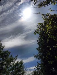 Low angle view of trees against sky