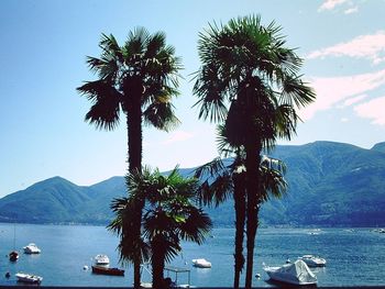 Palm trees on beach against sky