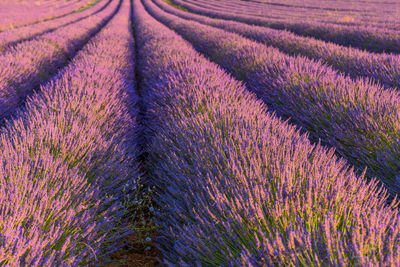 Full frame shot of lavender on field