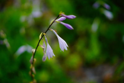 Close-up of flower blooming outdoors