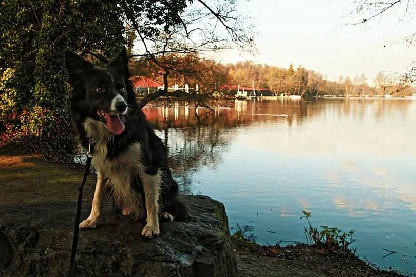 animal themes, water, domestic animals, tree, mammal, one animal, lake, dog, reflection, pets, nature, river, sky, riverbank, outdoors, no people, tranquility, grass, clear sky, standing