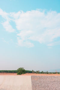 A view of a tree with a background in the sky with white clouds floating.minimal concept.