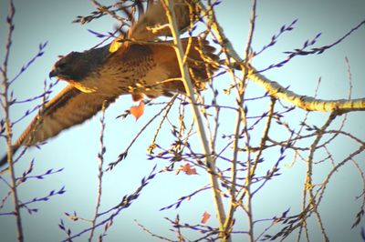 Low angle view of bird perching on bare tree against sky