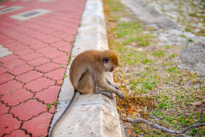 Close-up of monkey looking away