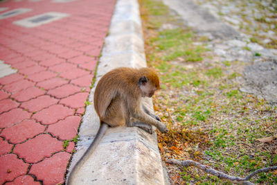 Monkeys in the park are hungry