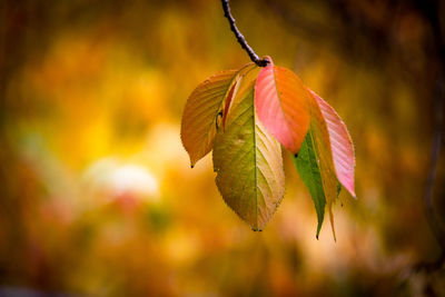 Close-up of orange maple leaf during autumn