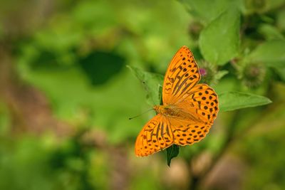 Close-up of butterfly on orange flower