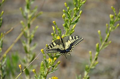 Close-up of butterfly on plant