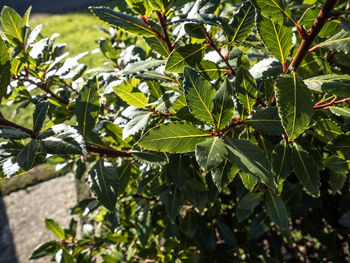 Close-up of fresh green leaves