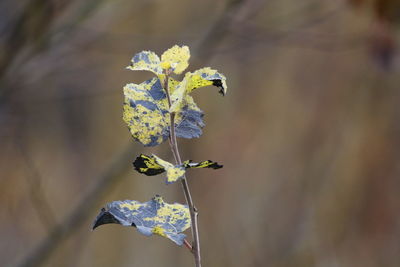 Close-up of yellow leaves on a tree