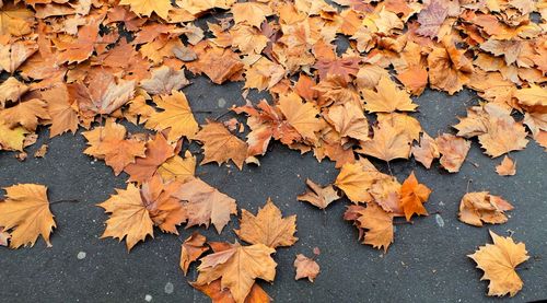 High angle view of autumn leaves