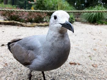 Close-up of pigeon